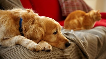 Animais de estimação: obrigações dos donos